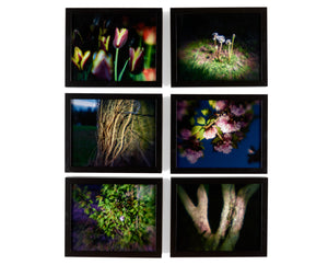 There Is A Light - Bark Photo Print (S/M sizes available)
