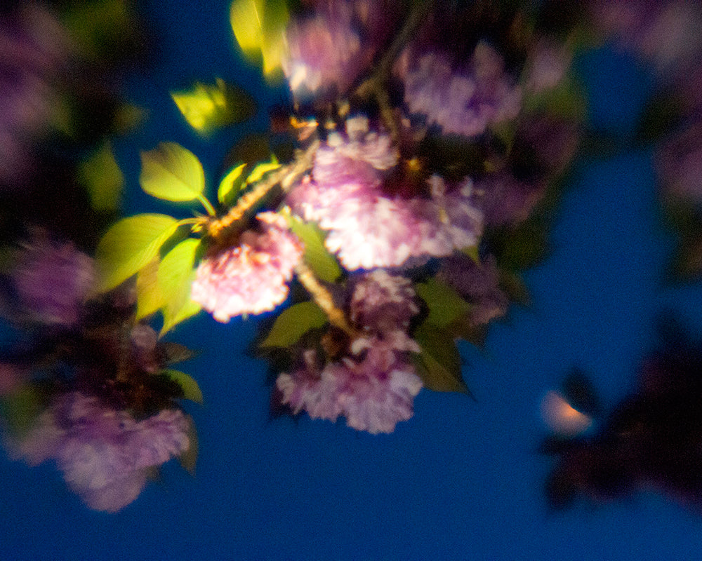 There Is A Light - Tree Flowers Photo Print